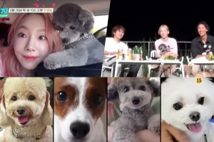 Taeyeon, Heechul et plus de vacances avec des animaux de compagnie en avant-première de la nouvelle émission de variétés JTBC